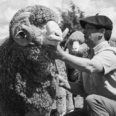 la-merino