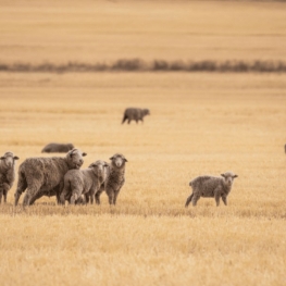 La laine mulesing-free, c'est quoi ? 
