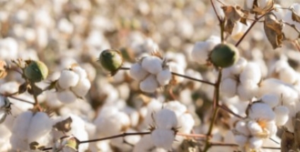 Le coton bio, c'est mieux ? 